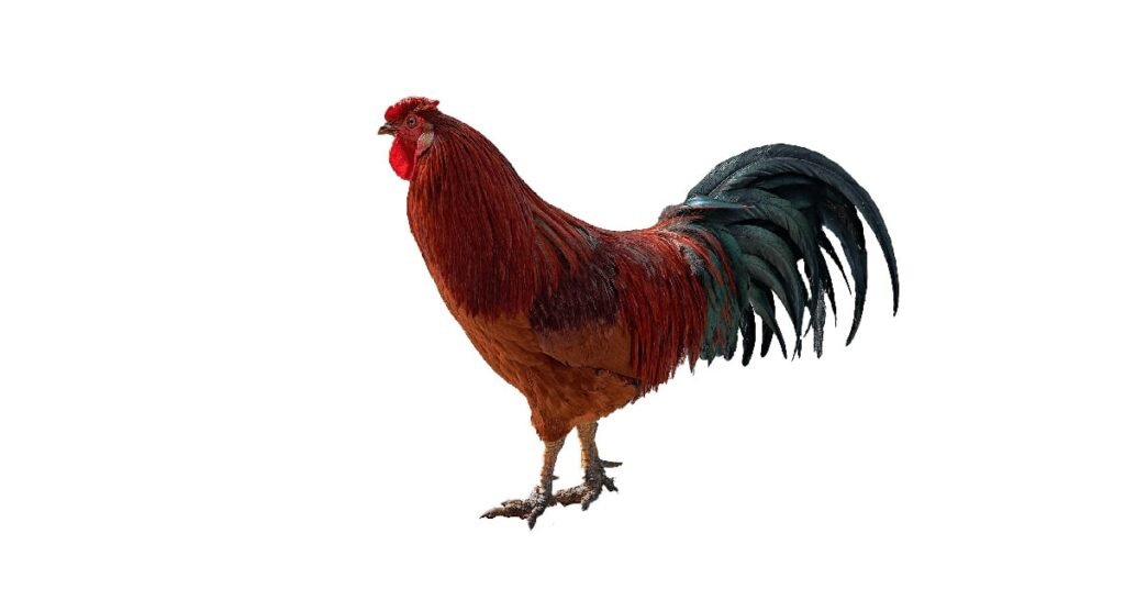 Rhode Island Red Rooster PNG Free