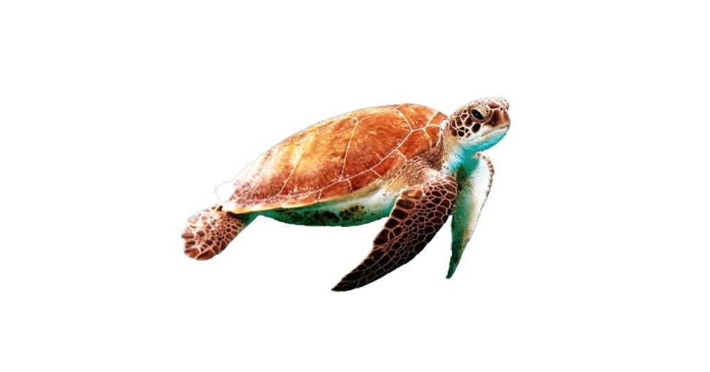 Turtle PNG image