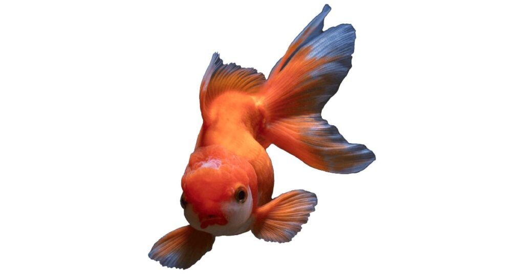 Goldfish transparent PNG