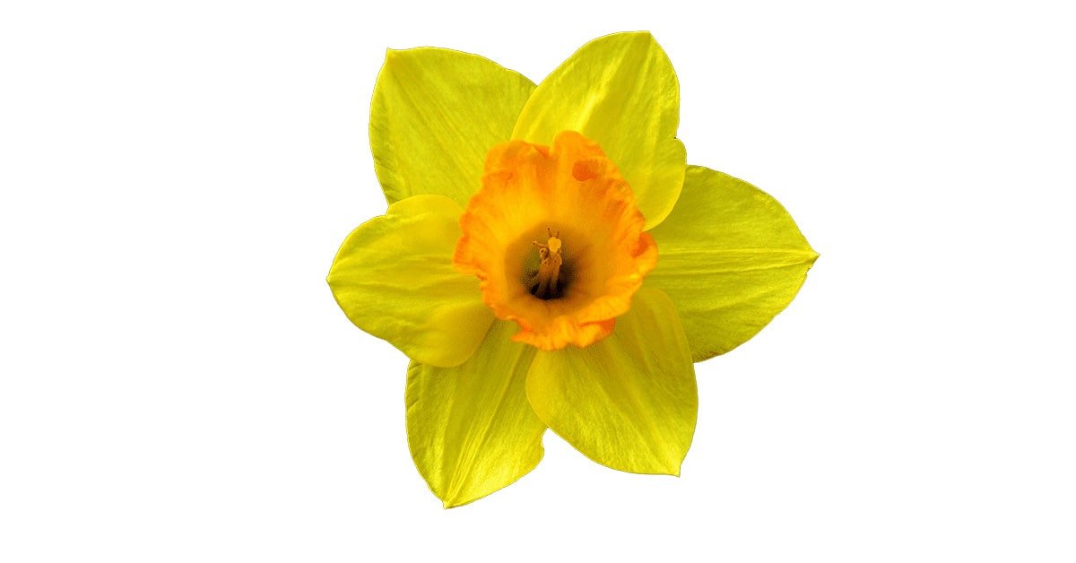 Single Yellow Daffodi Flower PNG