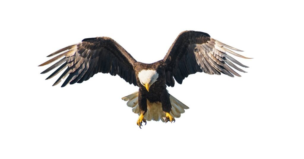 Eagle PNG for free