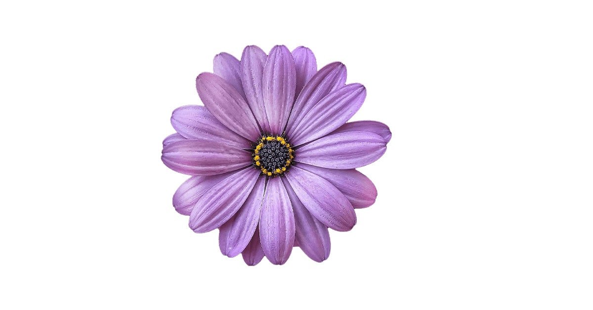 purple-daisybush-flower-png