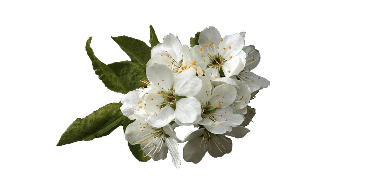 white-petaled-flowers-png