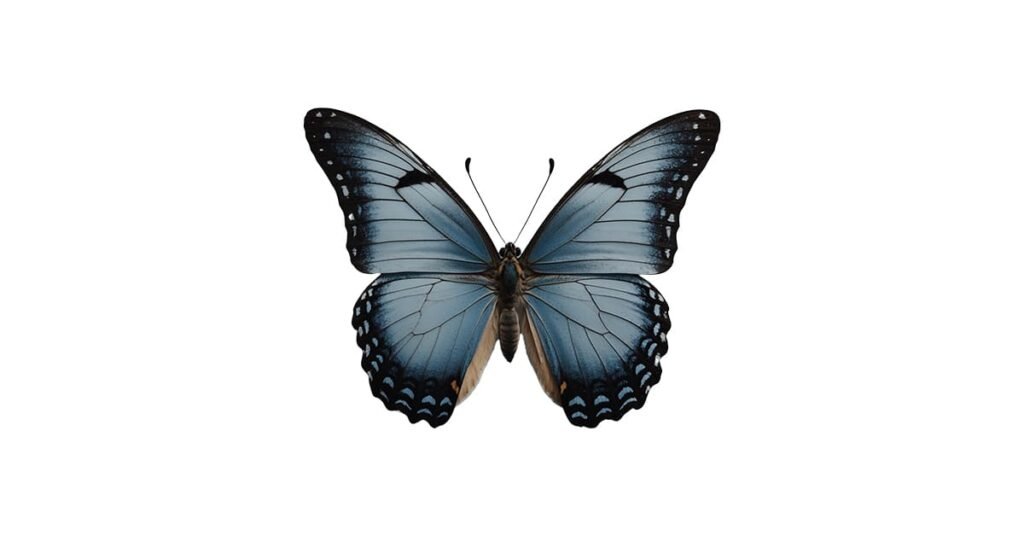 Grey Butterfly PNG