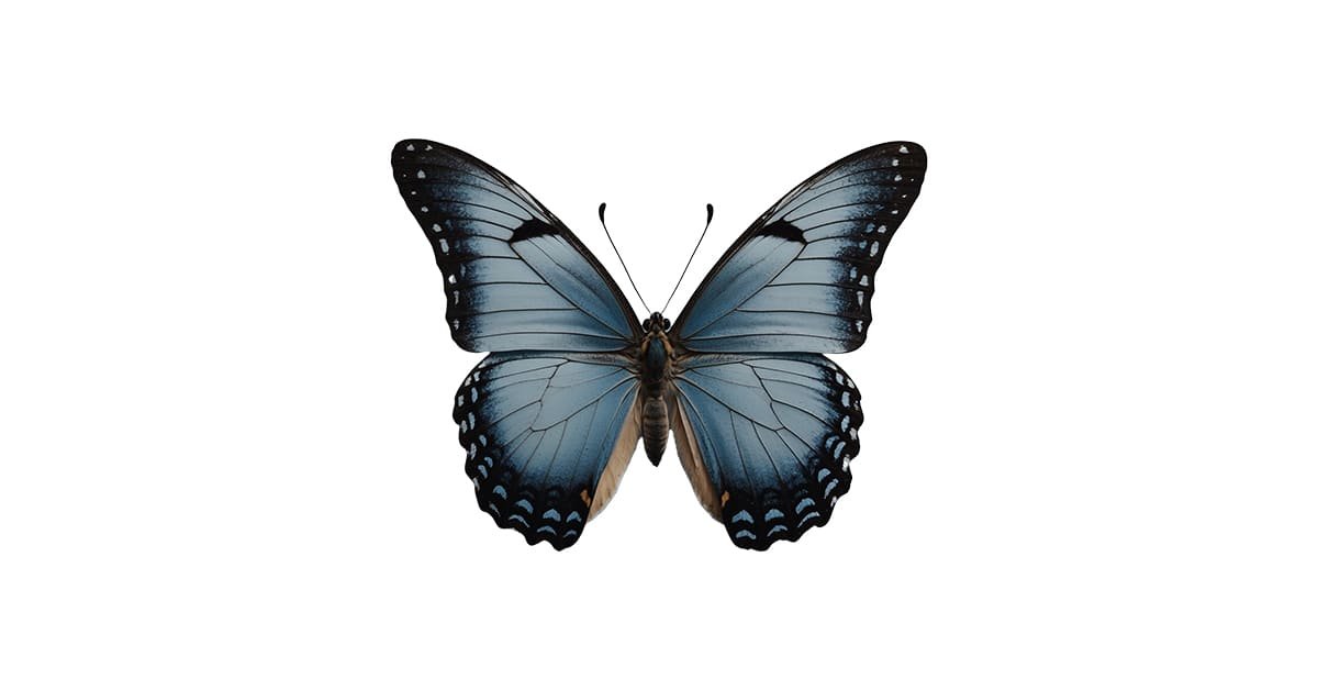 Grey Butterfly PNG