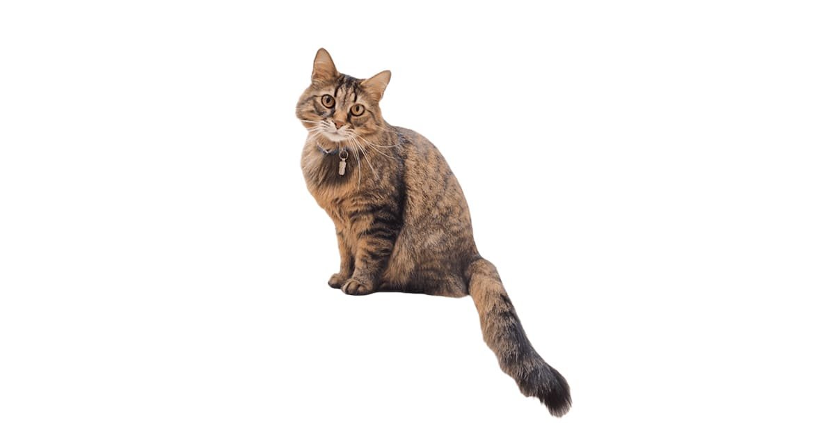 Cat Transparent PNG for Free